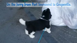 Introducing... Captain Nemo, a Landseer Newfoundland puppy!