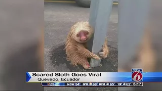 Officer rescues scared sloth on side of road