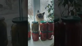 СЛЕПАЯ🔴БАБА НИНА🔴КОТЕНОК 😻😻