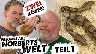 Echte HYDRA? | Teil 1 | FREUNDE AUS NORBERTS WELT | Zoo Zajac