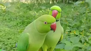 Alexander Parrot Compilation #Alexander