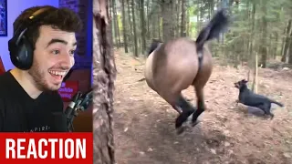 Horse Kicks Tree, Farts on Dog, Then Runs Away (REACTION)