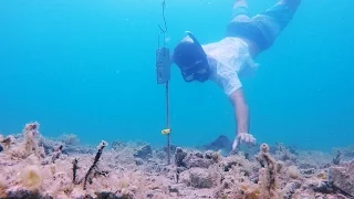 Catching a BOBBIT WORM 2