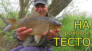 Large crucian carp on pea dough Fishing on a float