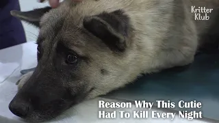 Dogs That Had To Kill To Survive (Part 2) | Kritter Klub