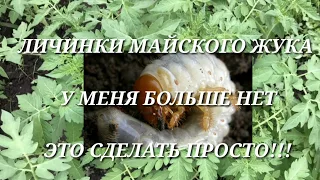 Как уничтожить личинку майского жука - Хруща!!!