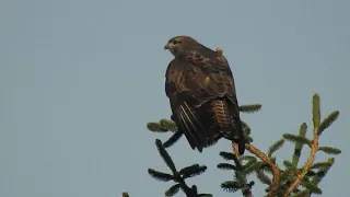 Mäusebussard