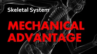 Mechanical Advantage | Skeletal System 10 | Anatomy & Physiology