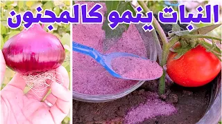 بمكونين فى المطبخ سوف تستغنى عن جميع الاسمده اقوى 100 مرة من اى سماد 💪