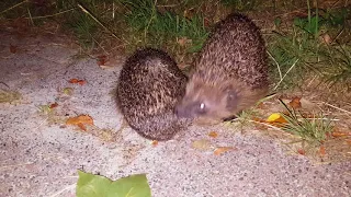 Hedgehog courtship behaviour / Paringsdans egels.