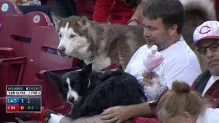 LAD@CIN: Dogs hang out for Bark in the Park night