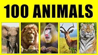 100 Animals for Kids Learn – Animal Sound and Video for Kids, Babies & Toddlers, Educational Video