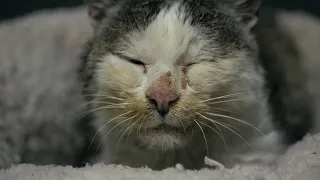 Starving Old Cat Gets a Home And a Warm Bed