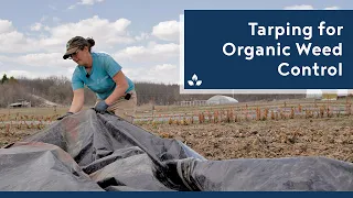 Benefits of Tarping for Organic Weed Control