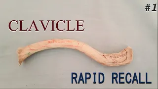 Clavicle Anatomy - Rapid Recall #1