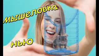 Мышеловка за 5 минут. Поймал мышь. The trap for 5 minutes.