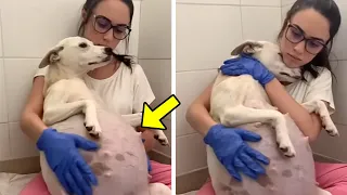 9 Weeks Pregnant Mama Dog Was Abandoned in Front of a Shelter. What Happened Next is Unbelievable!