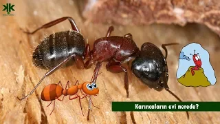 Karıncaların Evi Nerede? (Çocuk Belgeseli) 😍 🐜