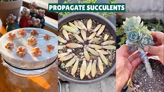 Many Ways to Propagate Succulents| 多肉植物 | 다육이들 | Suculentas