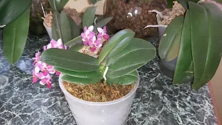 Орхидейные НОВОСТИ Новые орхидеи, как чувствуют себя Орхидеи в новом ДОМЕ, Растут жирные КОРНИ