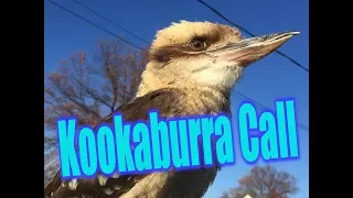 Super Loud Kookaburra Call