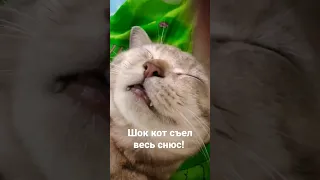 шок кот сожрал весь снюс!!