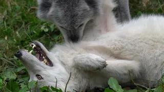 Wolf Says "I Love You" with Nibbles and Kisses