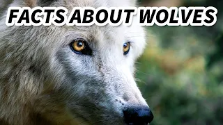 Grey Wolf Facts: also GRAY WOLF facts 🐺 Animal Fact Files