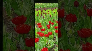 выставкв тюльпанов в ЦПКО