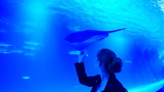 The Aquarium in Valencia - Valencia Oceanografic - Underwater in Valencia