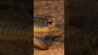 INLAND TAIPAN SNAKE:Ang Pinaka-Makamandag  na AHAS sa MUNDO #shorts