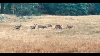 Cow elk doing the happy dance at Big Lake, Arizona - October 2023