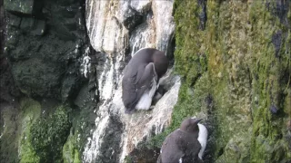 Common Guillemot chick newly hatched