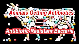 Most Meat Animals Get Antibiotics On Most Days Of Their Lives Which Is Increasing Antibiotic