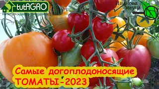 ЭТИ СОРТА ТОМАТА ДАЮТ УРОЖАЙ ДО МОРОЗА! Самые сладкие и самые урожайные томаты 2023 года.