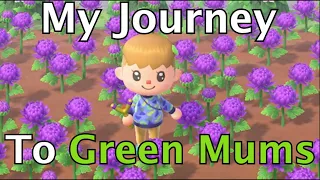 MY JOURNEY TO GREEN MUMS | ANIMAL CROSSING