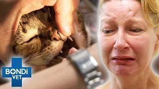 Vet Desperate Fights To Save Cat Poisoned After Ingesting Painkillers💔 | Bondi Vet Clips | Bondi Vet