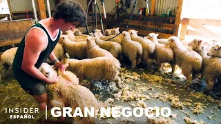 Cómo ganaderos de Nueva Zelanda esquilan 25.000 ovejas en 10 días | Gran negocio