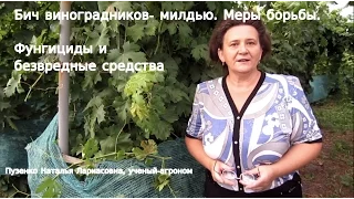 Бич винограда- милдью, методы борьбы, фунгициды и безвредные средства