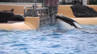 Orca at Loro Parque, Tenerife, Spain panics in medical pool, April 2016