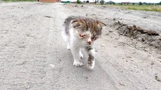 Blind Abandoned Kitten on the side of the road. People pass by, but no one helps.