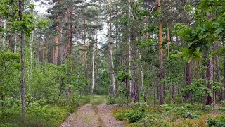 Sounds of nature in the spring forest. Voices of birds for meditation and relax, Sleep, 12 hours