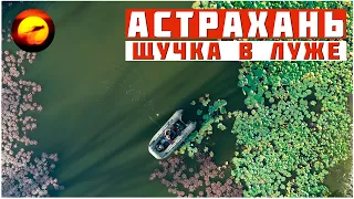 Ловлю ЩУЧКУ в Астраханской ЛУЖЕ / РЫБАЛКА под разговоры