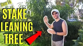 How To Stake & Fix a Leaning Tree Easily! -Jonny DIY