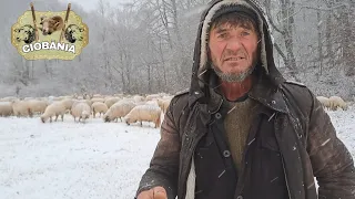 Cea mai grea Ciobănie trăită în România și în Spania . Din cauza lupilor dormea cu oile în stator