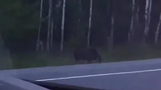 Weird Monster Stalking Moose In Canadian Woods [FULL VIDEO]