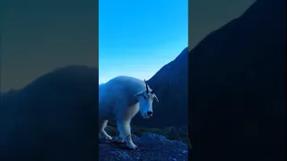 Wild Mountain Goat Attack in Alaska! Once in a lifetime dangerous encounter. Short version
