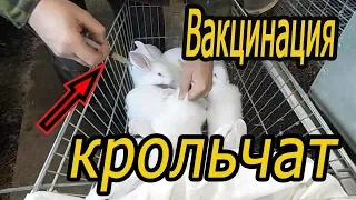 Вакцинация крольчат прививаю от вгбк-2 (видео 10)