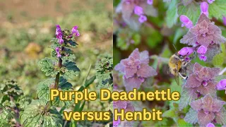 Purple Deadnettle versus Henbit