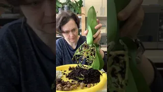 Пересадка орхидеи Претория